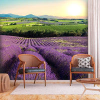 Fotobehang - Lavender Field - Vliesbehang