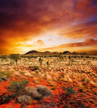 Dimex Australian Landscape Fotobehang 225x250cm 3 banen | Yourdecoration.nl
