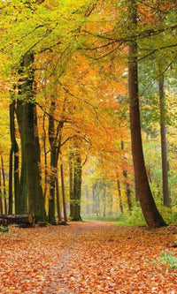 Dimex Autumn Forest Fotobehang 150x250cm 2 banen | Yourdecoration.nl