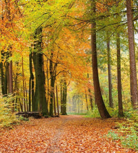 Dimex Autumn Forest Fotobehang 225x250cm 3 banen | Yourdecoration.nl