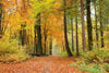 Dimex Autumn Forest Fotobehang 375x250cm 5 banen | Yourdecoration.nl