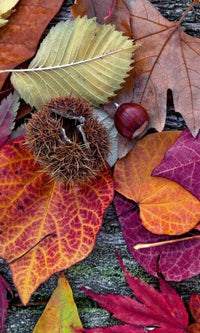 Dimex Autumn Leaves Fotobehang 150x250cm 2 banen | Yourdecoration.nl