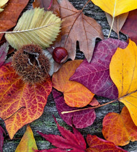 Dimex Autumn Leaves Fotobehang 225x250cm 3 banen | Yourdecoration.nl