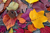 Dimex Autumn Leaves Fotobehang 375x250cm 5 banen | Yourdecoration.nl