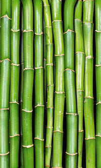 Dimex Bamboo Fotobehang 150x250cm 2 banen | Yourdecoration.nl