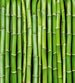 Dimex Bamboo Fotobehang 225x250cm 3 banen | Yourdecoration.nl