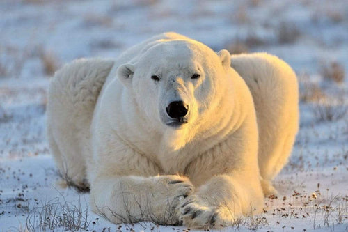 Dimex Bear Fotobehang 375x250cm 5 banen | Yourdecoration.nl
