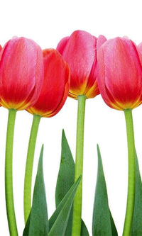 Dimex Bed of Tulips Fotobehang 150x250cm 2 banen | Yourdecoration.nl
