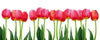 Dimex Bed of Tulips Fotobehang 375x150cm 5 banen | Yourdecoration.nl
