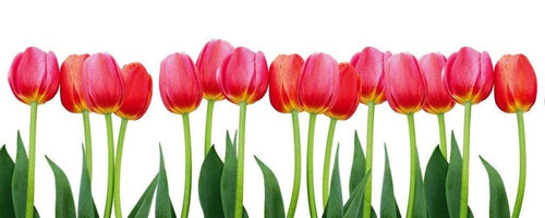 Dimex Bed of Tulips Fotobehang 375x150cm 5 banen | Yourdecoration.nl