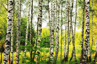 Dimex Birch Forest Fotobehang 375x250cm 5 banen | Yourdecoration.nl