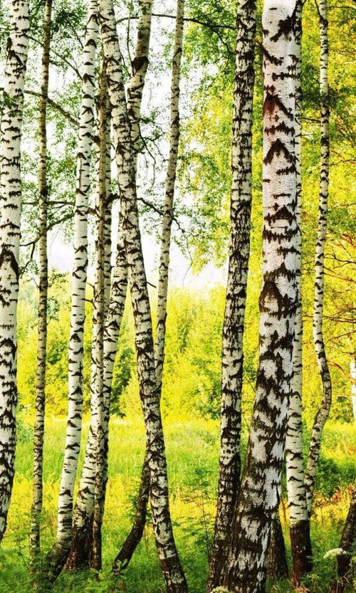 Dimex Birch Path Fotobehang 150x250cm 2 banen | Yourdecoration.nl