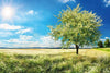 Dimex Blossom Tree Fotobehang 375x250cm 5 banen | Yourdecoration.nl