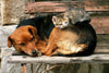 Dimex Cat and Dog Fotobehang 375x250cm 5 banen | Yourdecoration.nl