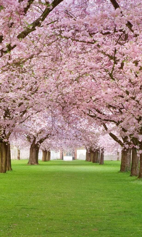 Dimex Cherry Trees Fotobehang 150x250cm 2 banen | Yourdecoration.nl