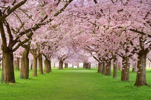 Dimex Cherry Trees Fotobehang 375x250cm 5 banen | Yourdecoration.nl