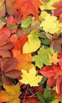 Dimex Colorful leaves Fotobehang 150x250cm 2 banen | Yourdecoration.nl