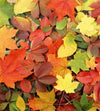 Dimex Colourful Leaves Fotobehang 225x250cm 3 banen | Yourdecoration.nl