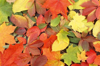 Dimex Colourful Leaves Fotobehang 375x250cm 5 banen | Yourdecoration.nl