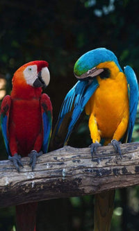 Dimex Colourful Macaw Fotobehang 150x250cm 2 banen | Yourdecoration.nl