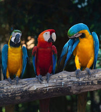 Dimex Colourful Macaw Fotobehang 225x250cm 3 banen | Yourdecoration.nl