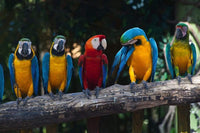 Dimex Colourful Macaw Fotobehang 375x250cm 5 banen | Yourdecoration.nl