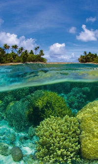 Dimex Coral Reef Fotobehang 150x250cm 2 banen | Yourdecoration.nl