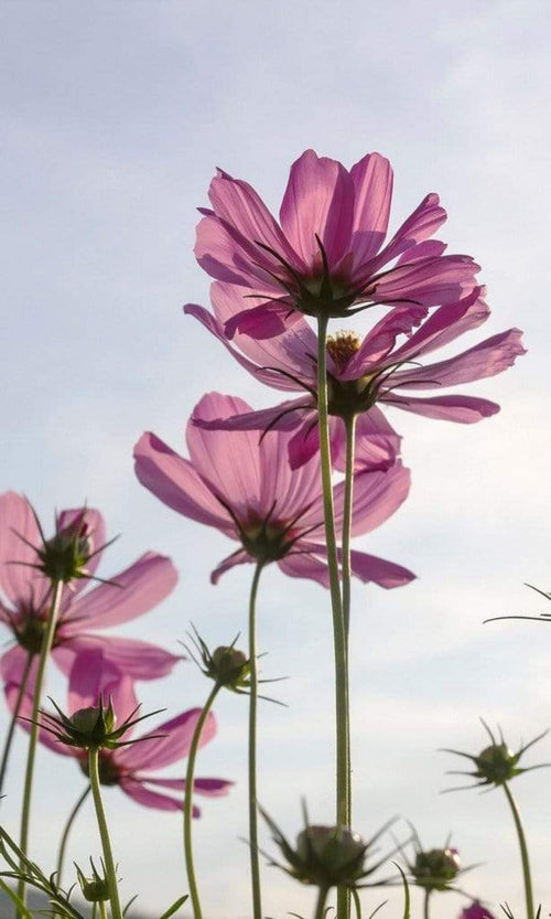 Dimex Cosmos Flowers Fotobehang 150x250cm 2 banen | Yourdecoration.nl