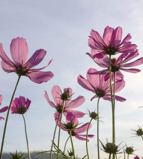 Dimex Cosmos Flowers Fotobehang 225x250cm 3 banen | Yourdecoration.nl