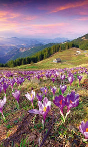 Dimex Crocuses at Spring Fotobehang 150x250cm 2 banen | Yourdecoration.nl