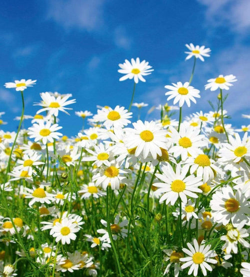 Dimex Daisies Fotobehang 225x250cm 3 banen | Yourdecoration.nl