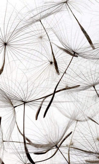 Dimex Dandelion Seeds Fotobehang 150x250cm 2 banen | Yourdecoration.nl