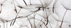 Dimex Dandelion Seeds Fotobehang 375x150cm 5 banen | Yourdecoration.nl