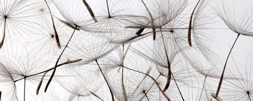 Dimex Dandelion Seeds Fotobehang 375x150cm 5 banen | Yourdecoration.nl