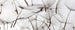 Dimex Dandelion Seeds Fotobehang 375x150cm 5 banen | Yourdecoration.nl