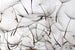 Dimex Dandelion Seeds Fotobehang 375x250cm 5 banen | Yourdecoration.nl