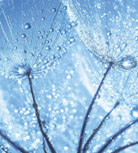 Dimex Dandelion Water Drops Fotobehang 225x250cm 3 banen | Yourdecoration.nl