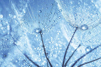 Dimex Dandelion Water Drops Fotobehang 375x250cm 5 banen | Yourdecoration.nl