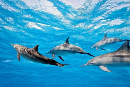 Dimex Dolphins Fotobehang 375x250cm 5 banen | Yourdecoration.nl