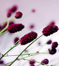 Dimex Floral Violet Fotobehang 225x250cm 3 banen | Yourdecoration.nl
