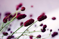 Dimex Floral Violet Fotobehang 375x250cm 5 banen | Yourdecoration.nl