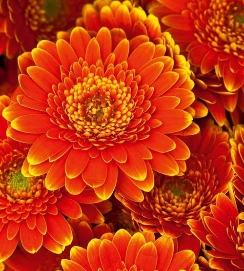 Dimex Gerbera Fotobehang 225x250cm 3 banen | Yourdecoration.nl