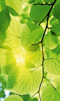 Dimex Green Leaves Fotobehang 150x250cm 2 banen | Yourdecoration.nl