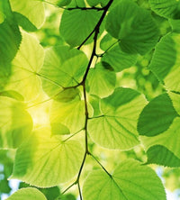Dimex Green Leaves Fotobehang 225x250cm 3 banen | Yourdecoration.nl