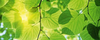 Dimex Green Leaves Fotobehang 375x150cm 5 banen | Yourdecoration.nl