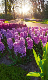 Dimex Hyacint Flowers Fotobehang 150x250cm 2 banen | Yourdecoration.nl