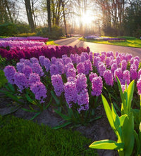 Dimex Hyacint Flowers Fotobehang 225x250cm 3 banen | Yourdecoration.nl