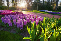 Dimex Hyacint Flowers Fotobehang 375x250cm 5 banen | Yourdecoration.nl