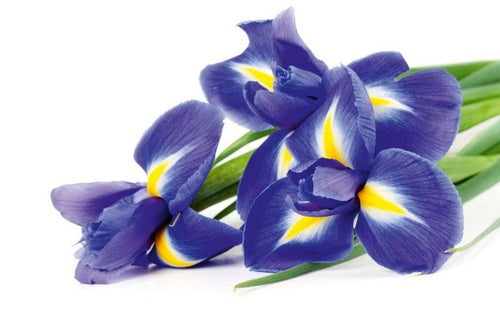 Dimex Iris Fotobehang 375x250cm 5 banen | Yourdecoration.nl