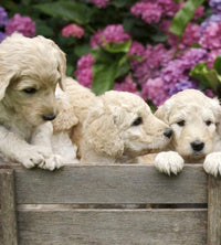 Dimex Labrador Puppies Fotobehang 225x250cm 3 banen | Yourdecoration.nl